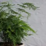 Asparagus Setaceus