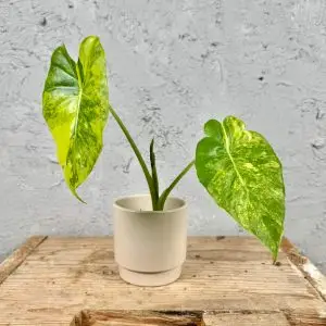 Alocasia Gageana Aurea baby