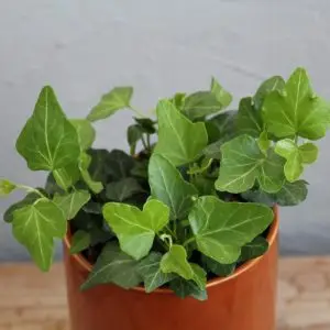 Hedera Helix Břečťan Wonder baby