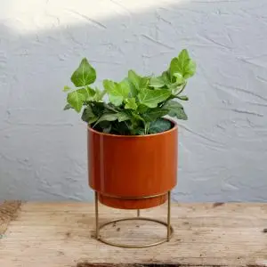 Hedera Helix Brečťan White Wonder baby