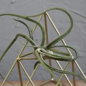 Tillandsia Caput Medusa