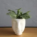 Fittonia White Joly Josan baby