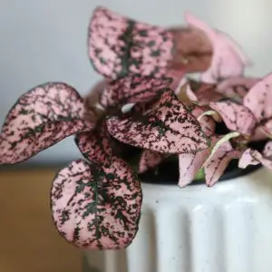 Hypoestes phyllostachya růžový baby
