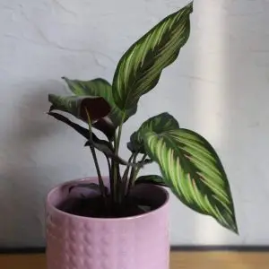 Calathea Beautystar