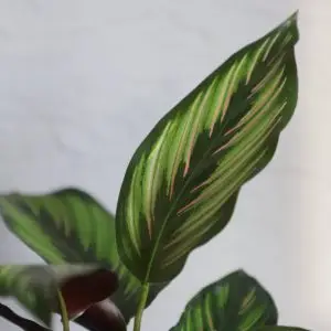 Calathea Beautystar