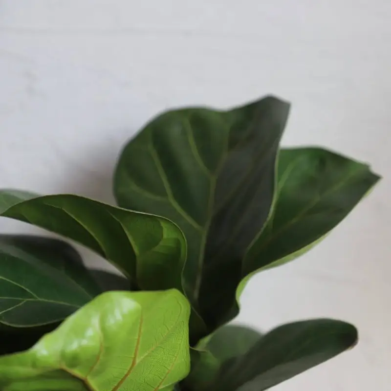 Ficus Lyrata
