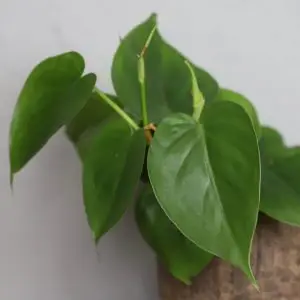 Philodendron Scandens