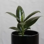 Ficus Elastica Small Form baby