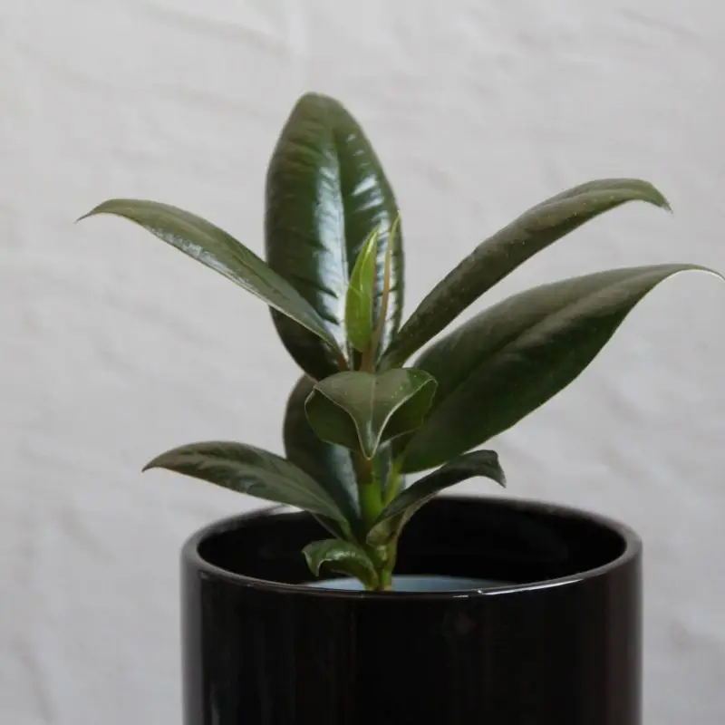 Ficus Elastica Small Form baby