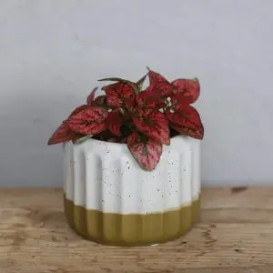 Hypoestes phyllostachya červený baby