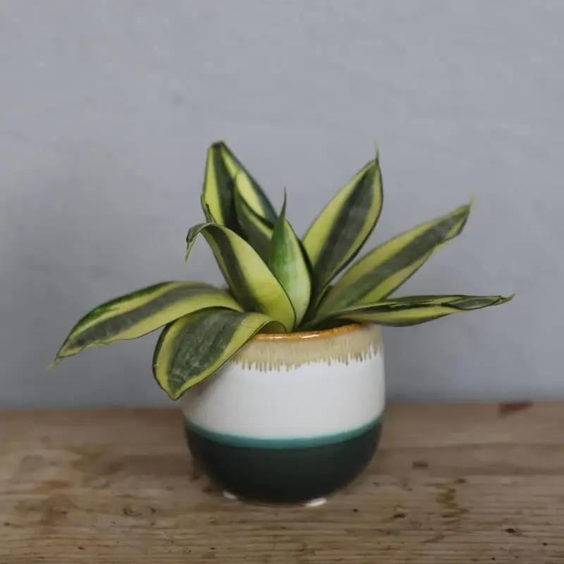 Sansevieria Tchynin jazyk Trifasciata Golden Hahnii baby