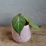 Philodendron Gloriosum baby