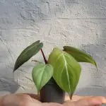 Philodendron Gloriosum baby