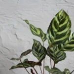 Calathea makoyana
