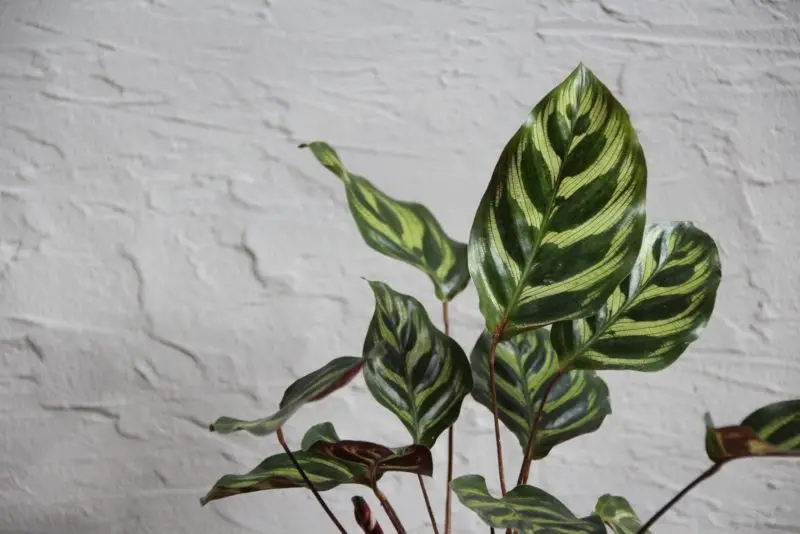 Calathea makoyana