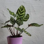 Calathea makoyana