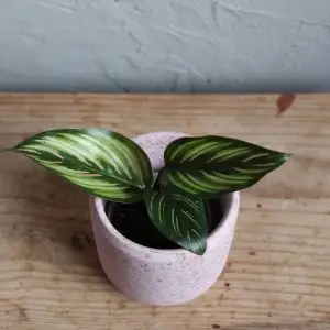 Calathea beautystar baby