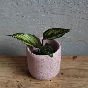 Calathea beautystar baby