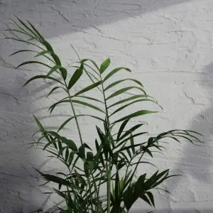 Chamaedorea Elegans