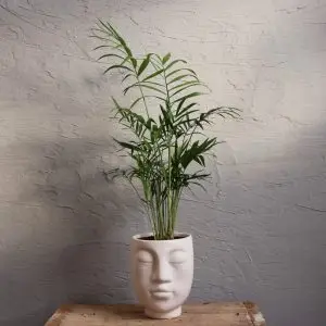 Chamaedorea Elegans