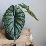 Alocasia Dragon Scale