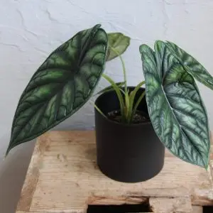 Alocasia Dragon Scale