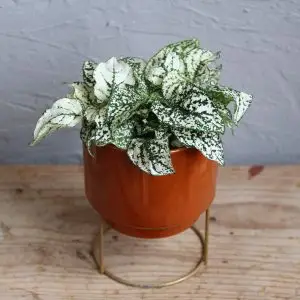 Hypoestes phyllostachya biely baby