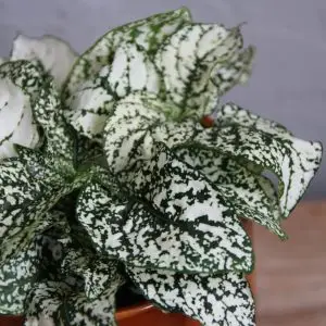 Hypoestes phyllostachya biely baby