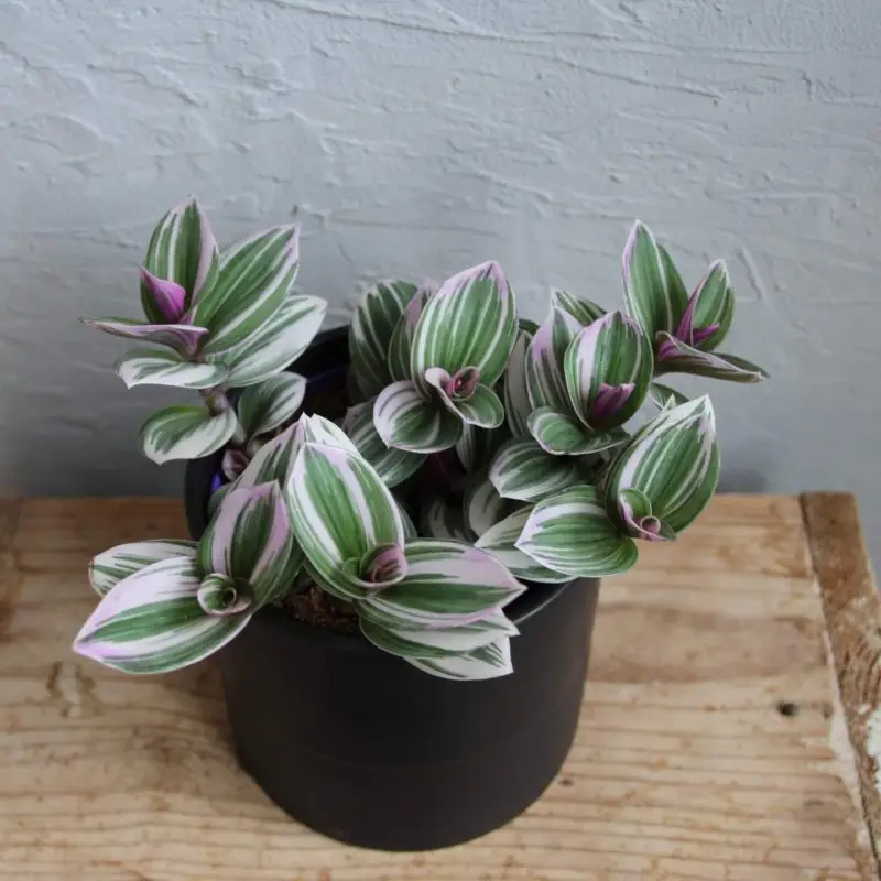 Tradescantia Albiflora Nanouk