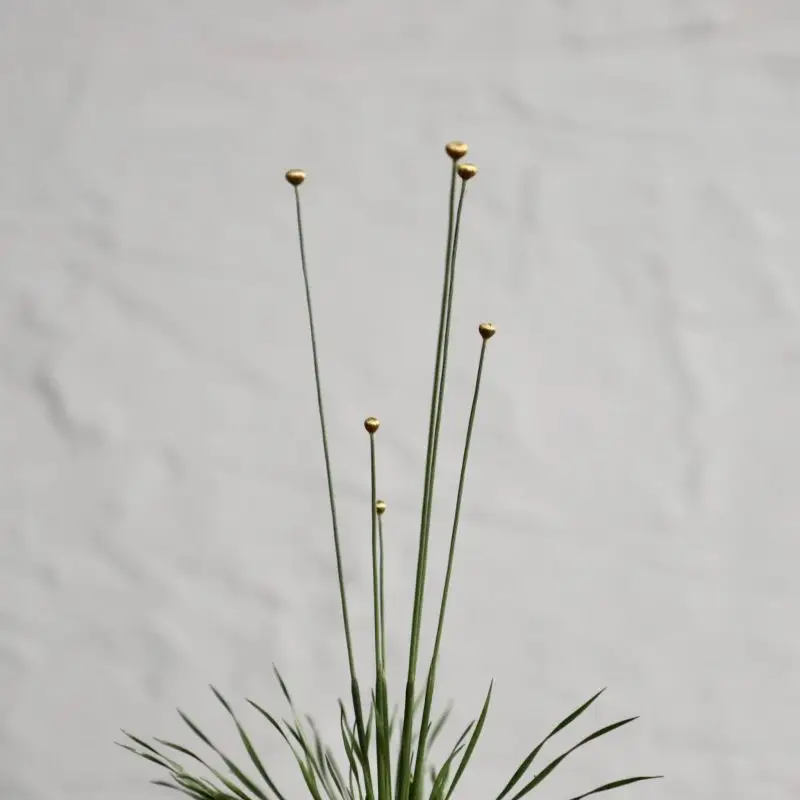 Syngonanthus Chrysanthus "Mikado"