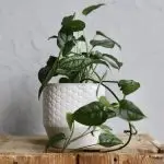 Monstera Siltepecana