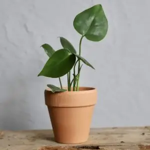 Monstera Deliciosa baby