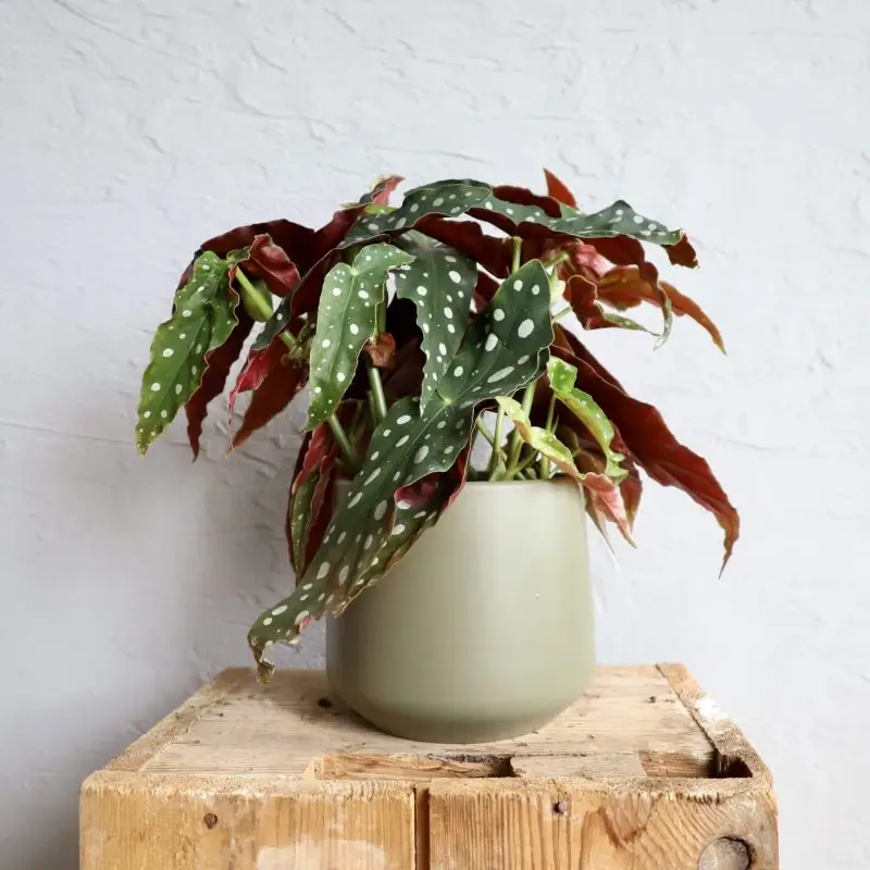 Begonia Maculata
