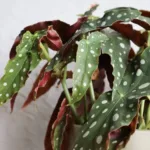 Begonia Maculata