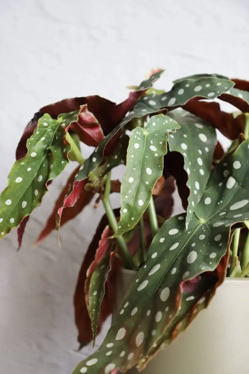 Begonia Maculata
