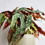 Begonia Maculata