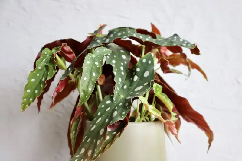 Begonia Maculata