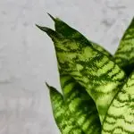 Sansevieria Tchynin jazyk Trifasciata Hahnii Green Stripe baby