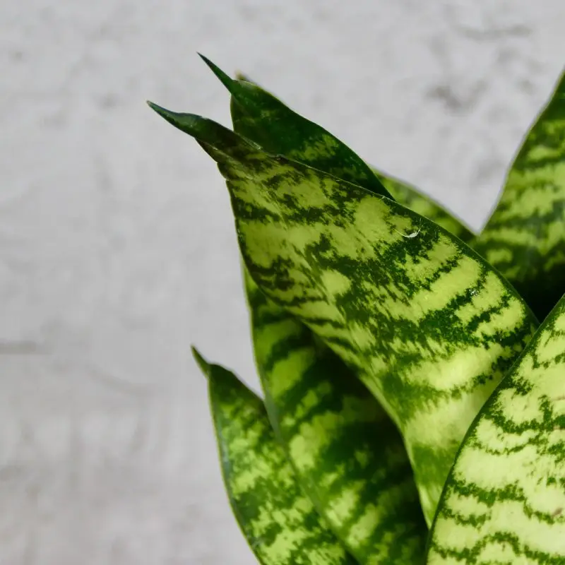 Sansevieria Tchynin jazyk Trifasciata Hahnii Green Stripe baby