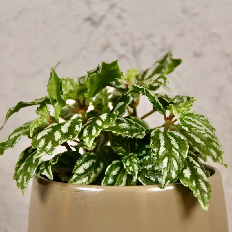 Pilea Cadierei baby