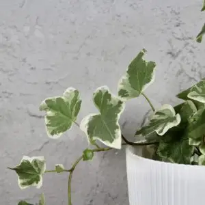 Hedera Helix Brečťan White Wonder baby