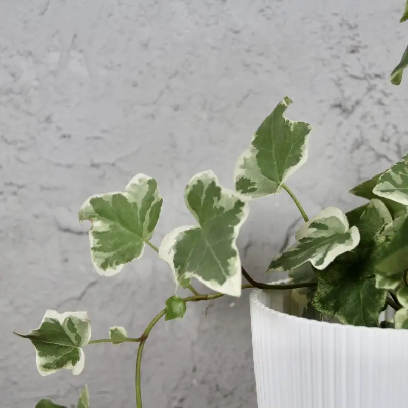 Hedera Helix Brečťan White Wonder baby