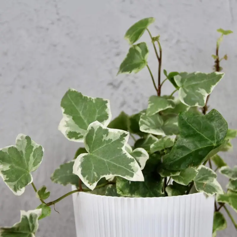 Hedera Helix Brečťan White Wonder baby