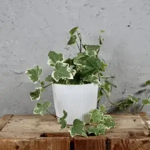 Hedera Helix Brečťan White Wonder baby