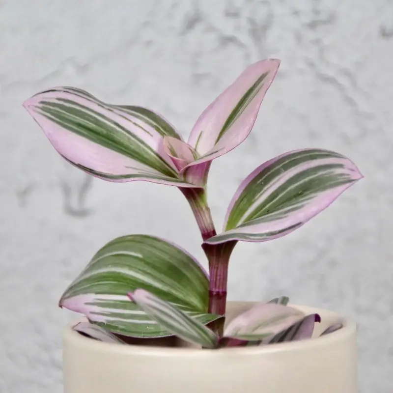 Tradescantia Albiflora Nanouk baby