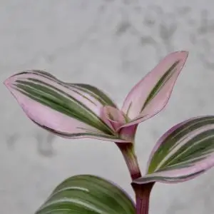Tradescantia Albiflora Nanouk baby