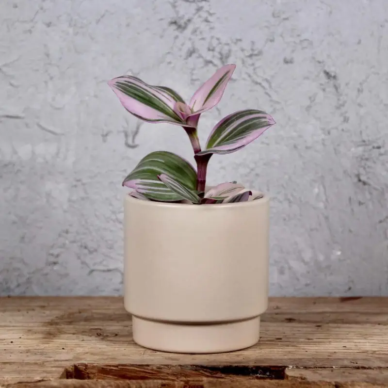 Tradescantia Albiflora Nanouk baby