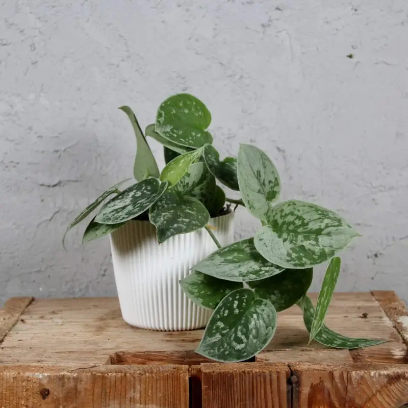 Scindapsus Pictus Silvery Ann
