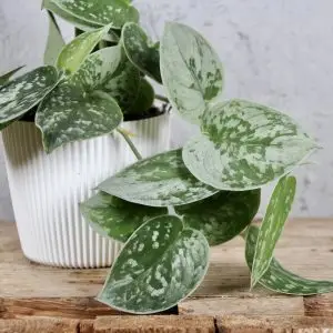 Scindapsus Pictus Silvery Ann