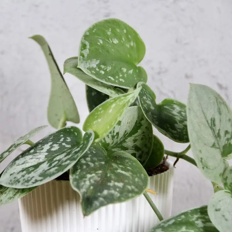 Scindapsus Pictus Silvery Ann